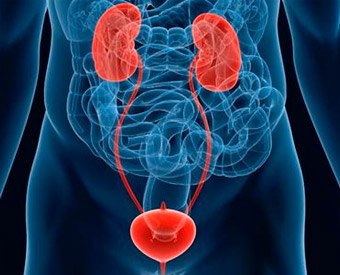 urologia